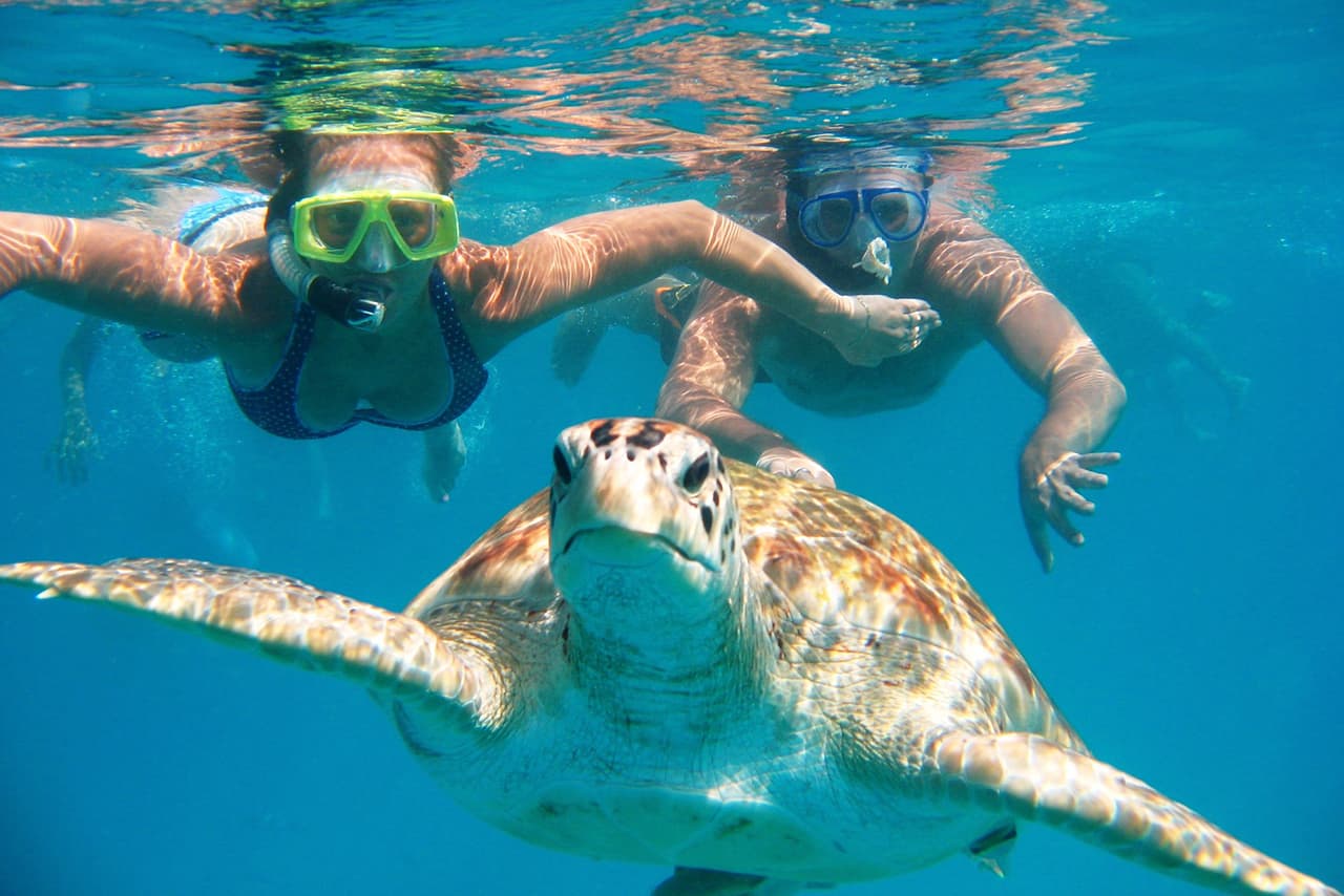 Man-01 : Swim with Turtles - Spectacular Experience