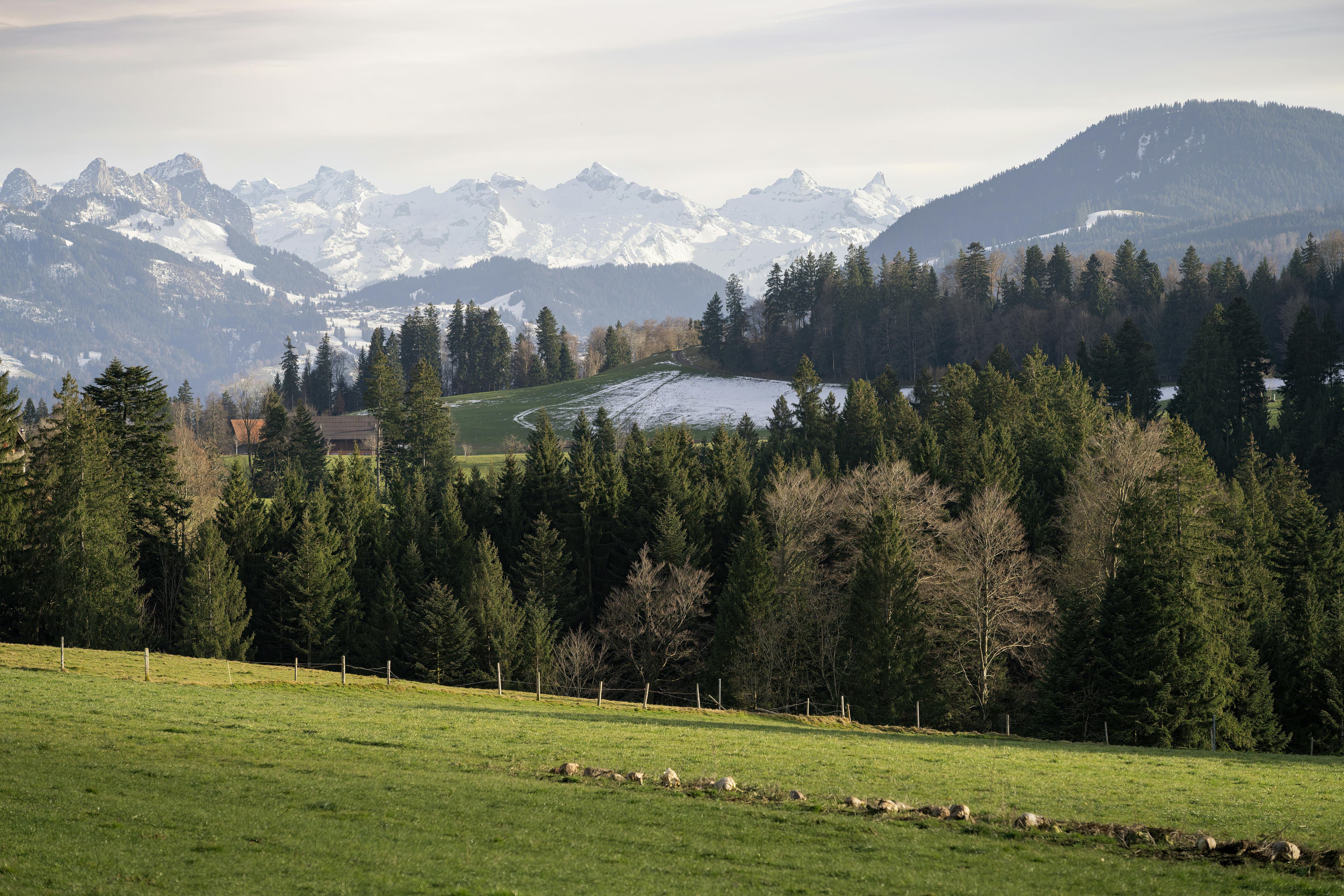 Gruyères & Lavaux Day Trip from Geneva: Chocolate, Cheese & Wine