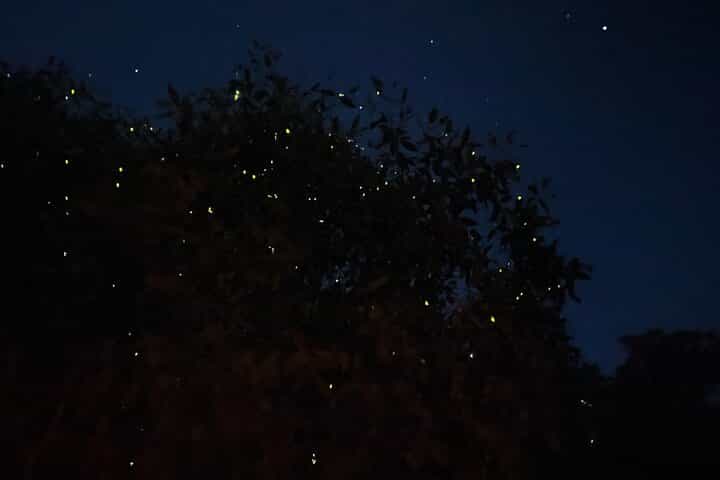 Kuala Selangor Fireflies & Blue Tears Guided Tour w Dinner (SIC/Shared Tour)