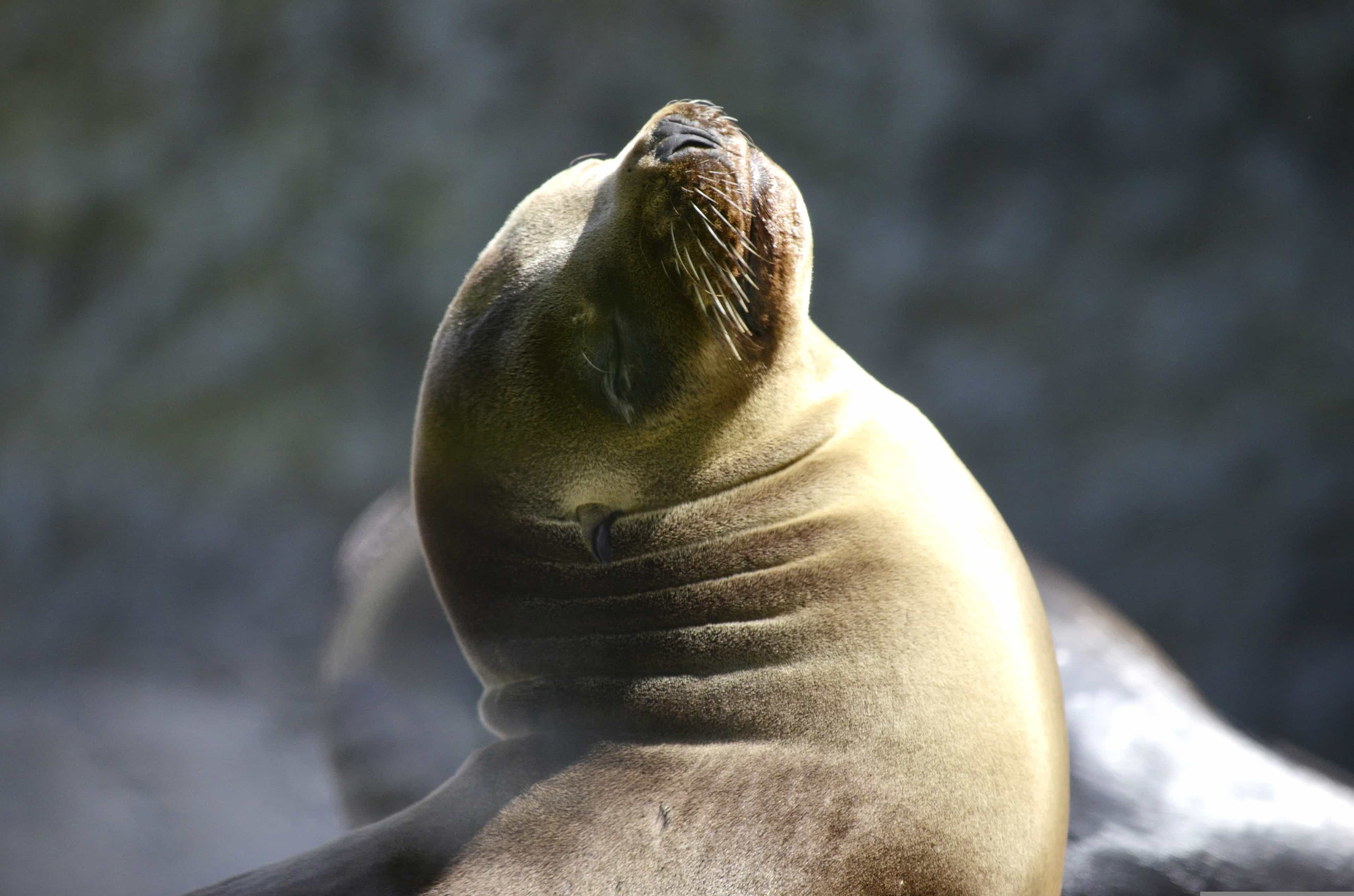 Par-01 : Islas Ballestas Boat Tour - The Galapagos of Peru
