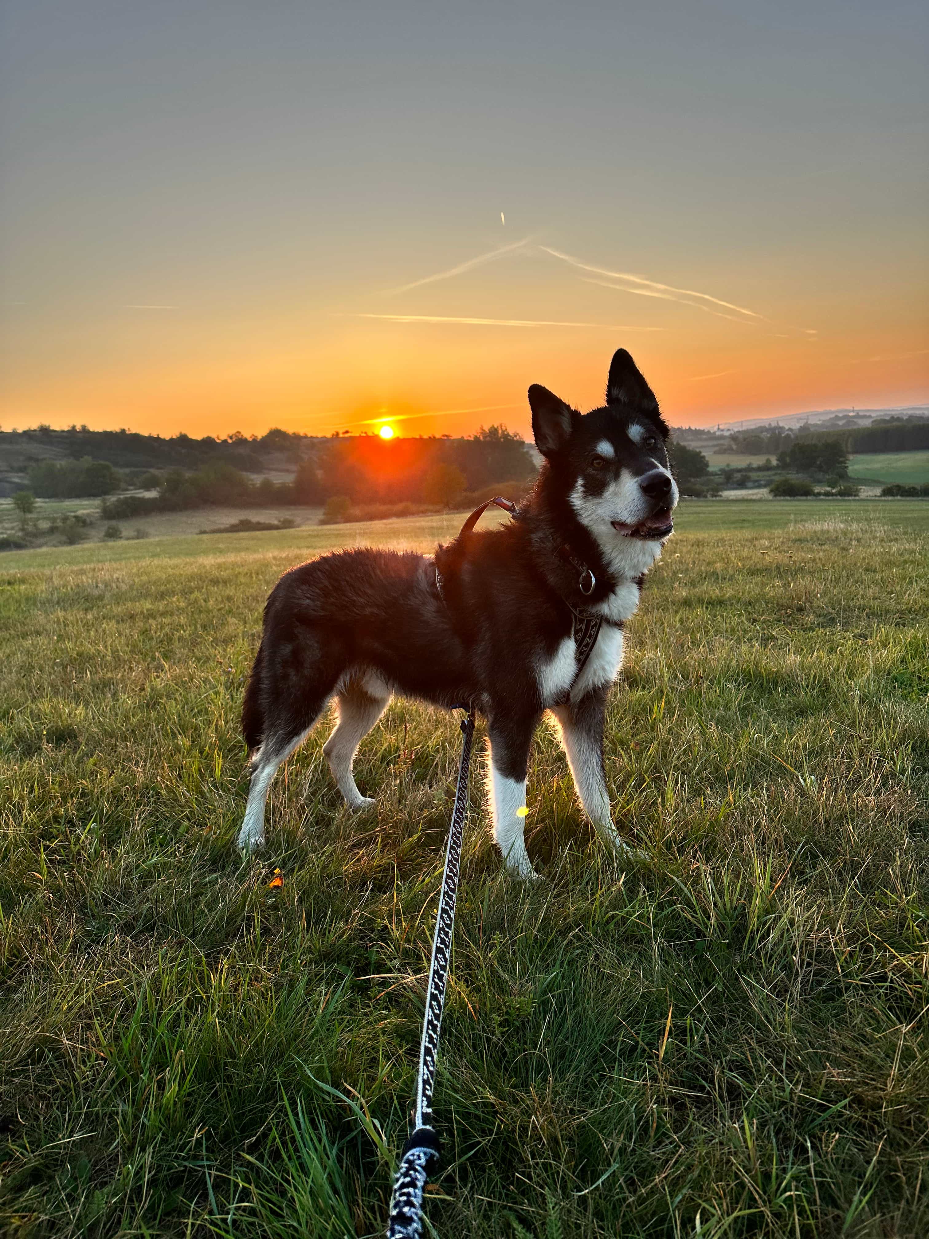 Husky Hike through the Wilderness