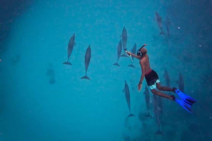 • Eco-Friendly Dolphin Encounter & Exclusive Full-Day Experience + BBQ on the Benitier Island