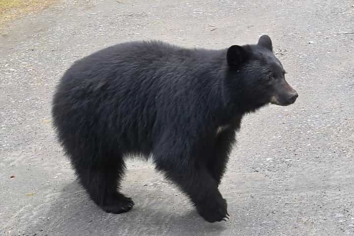 Private Van Wildlife Tour