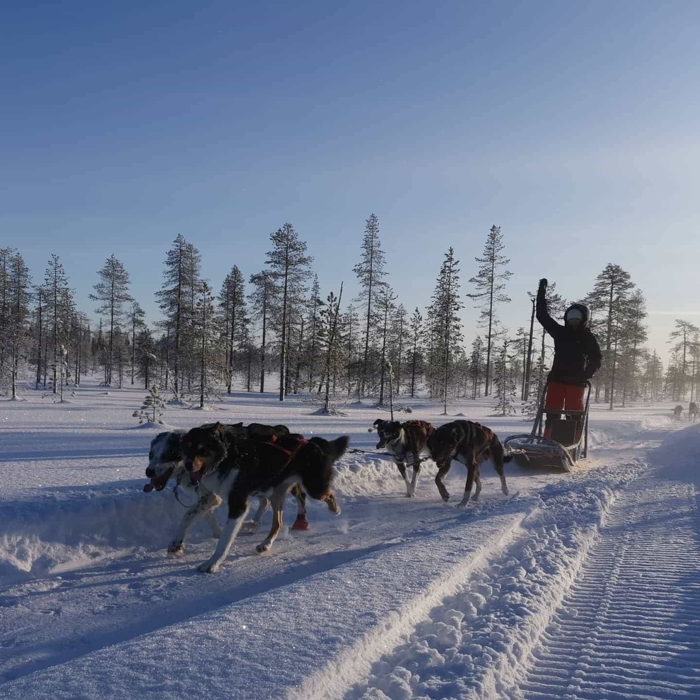 Husky safari self-guided 20 km, Levi