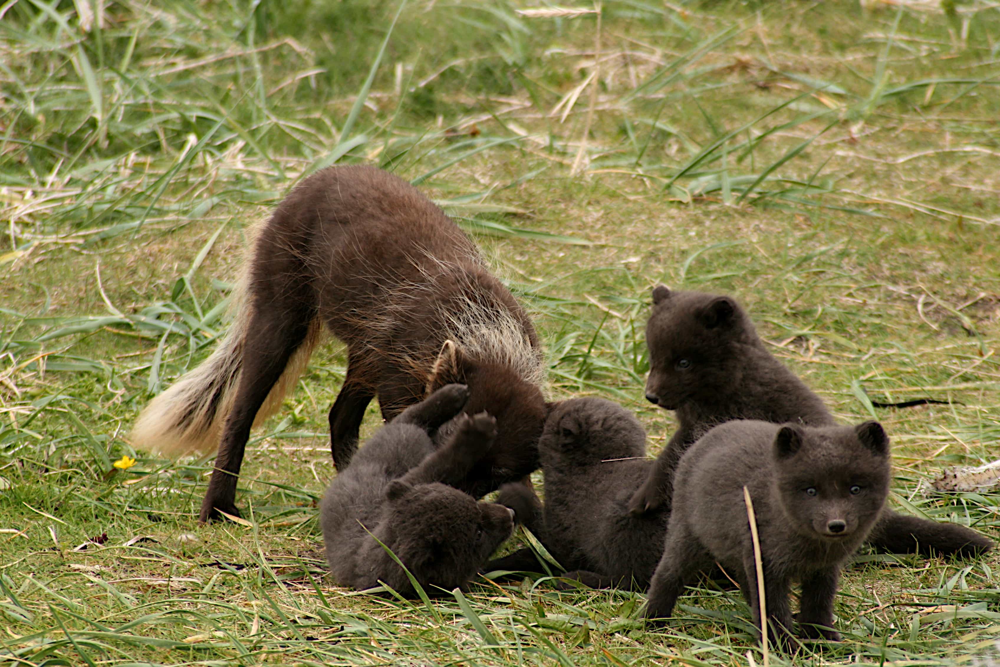 Hiking & Arctic Fox. Track Wildlife in the Westfjords