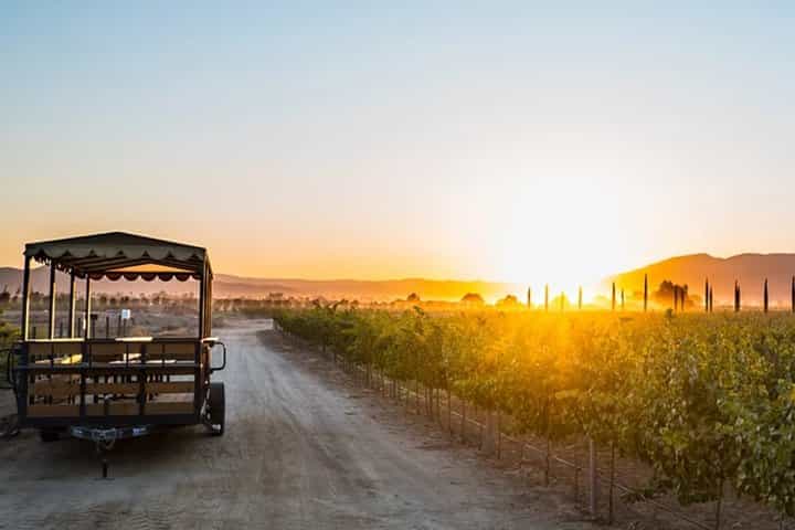 Valle de Guadalupe Vineyard Wagon Tour & Wine Tasting