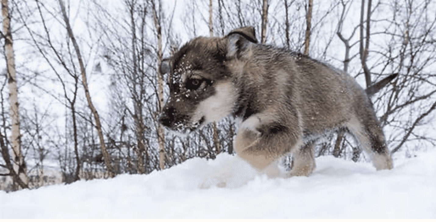 Northern Lights hike with Huskie puppies & Aurora borealis minibus hunt Jukkasjärvi - Abisko