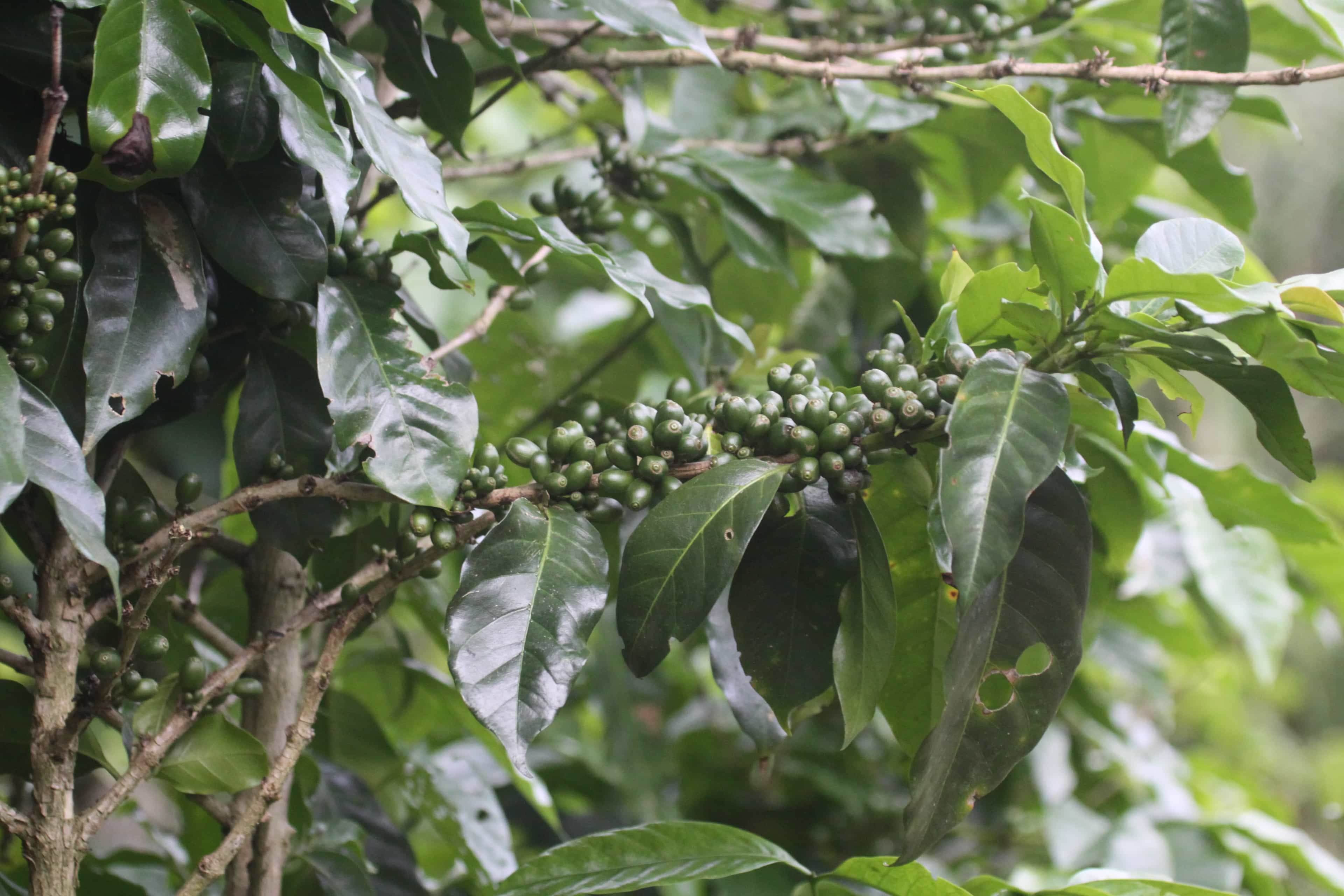 Tierra Amiga Artisanal and Organic Coffee Tour in San Marcos