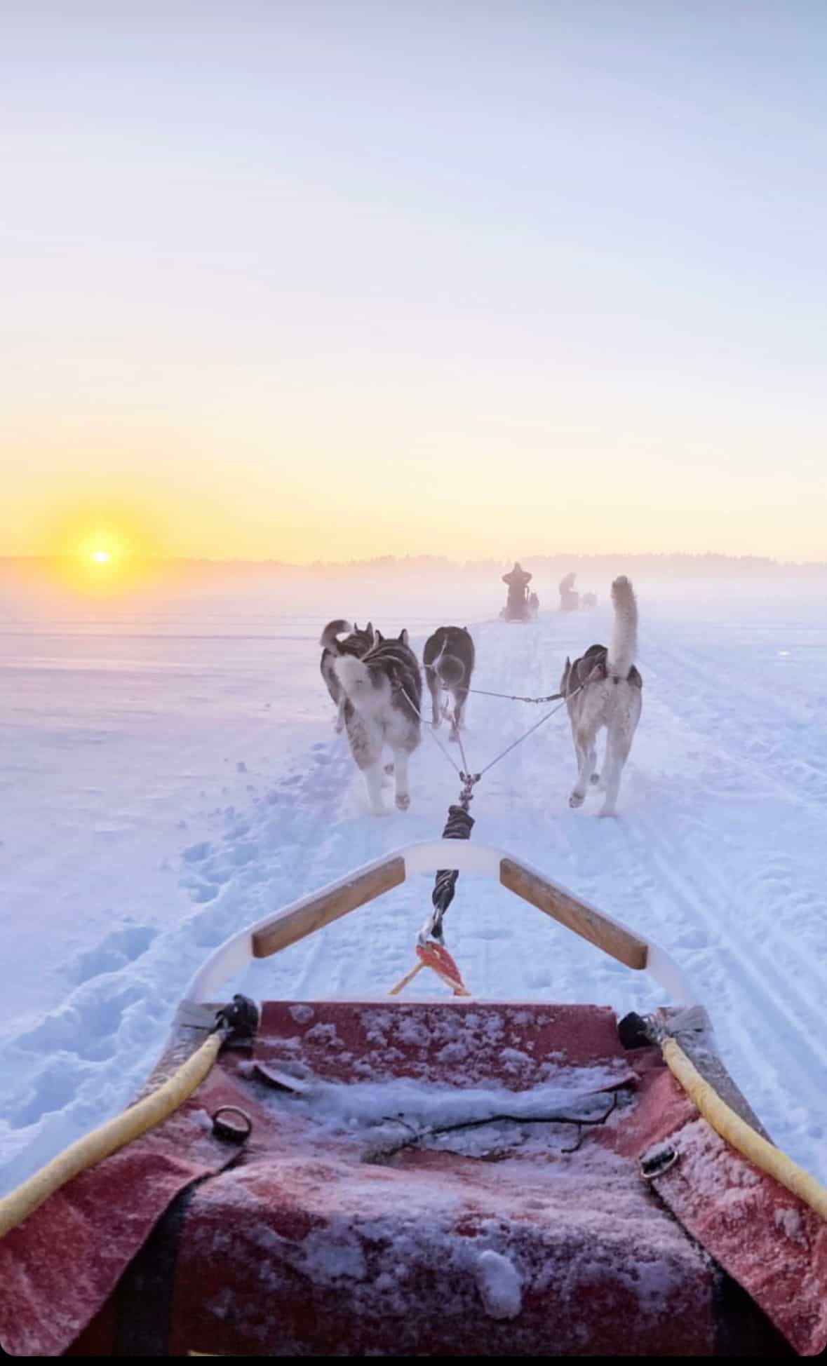 THE SMALL MUSHER with Real Huskies in small family owned kennel (5km husky ride)