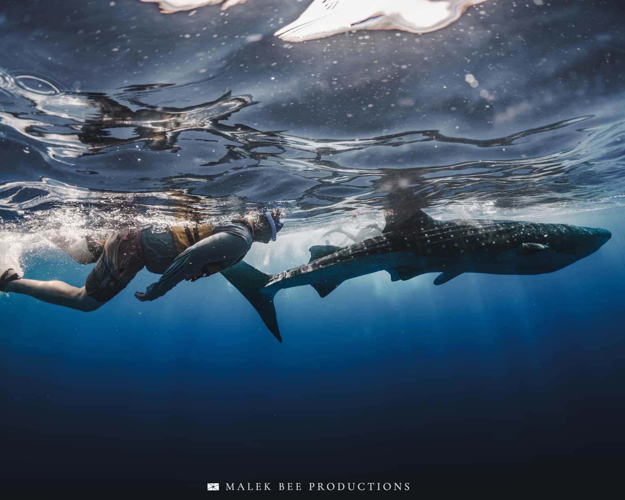 Whale Shark Tours