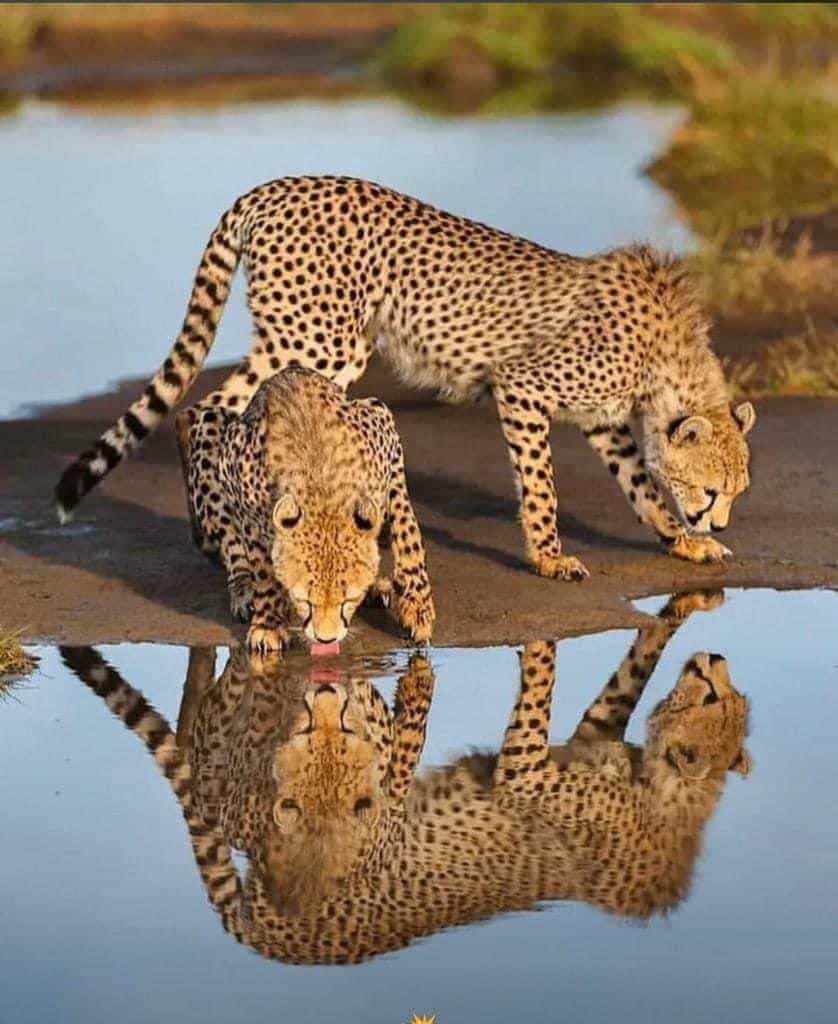 6-Days Mgahinga Gorillas, Ngorongoro, Manyara and Tarangire experience