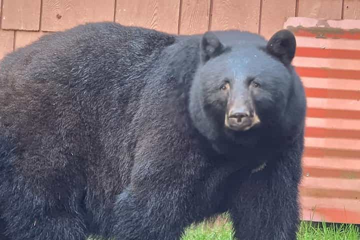 Alaska Wildlife Waterfall Tours