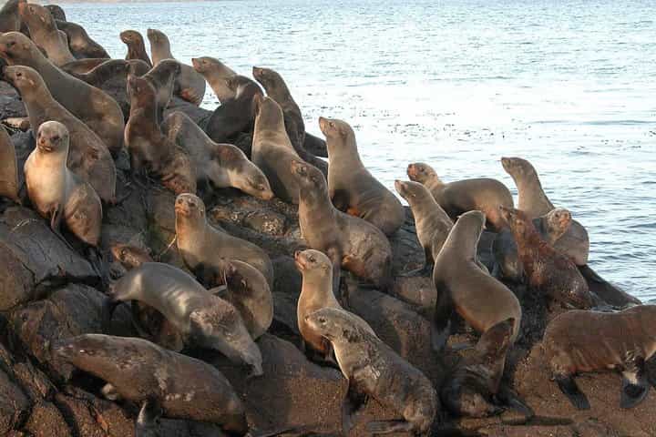 USHUAIA: Beagle Channel Navigation - Isla de los Lobos and Descent at Bridges Islands