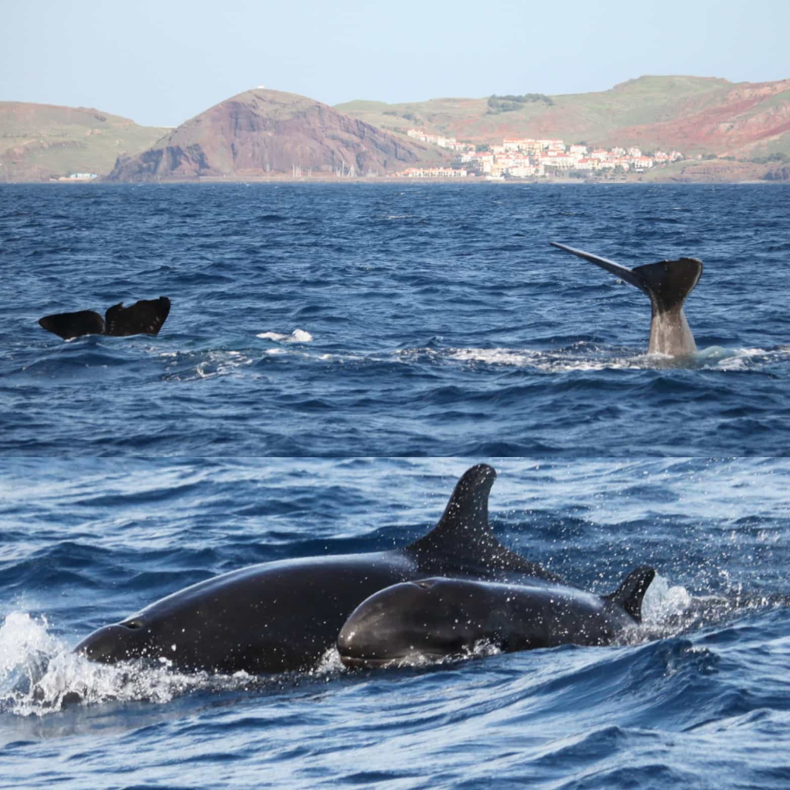 PRIVATE VIP 2 Hours Tour charter in Funchal