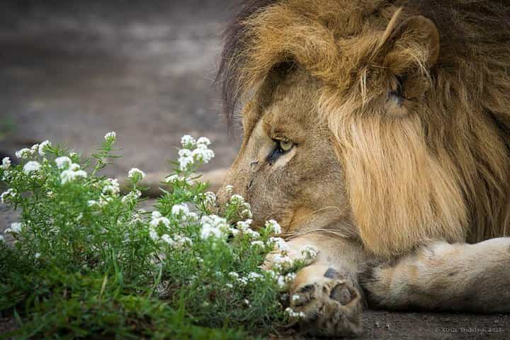 2-Day Safari to Lake Manyara and Crater Ngorongoro from Arusha