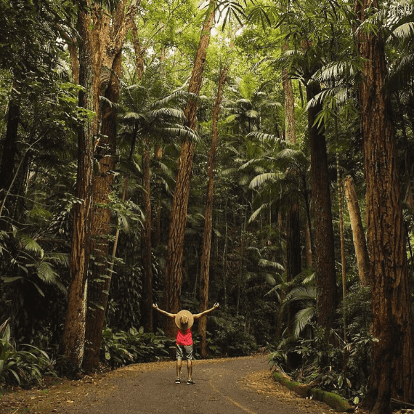 Christ the Redeemer and Tijuca Forest Private Tour