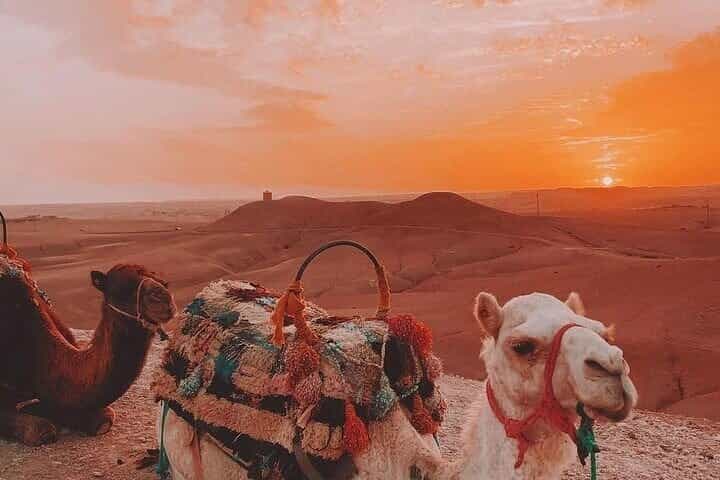 Sunrise Camel Ride and Moroccan Breakfast in Agafay Desert