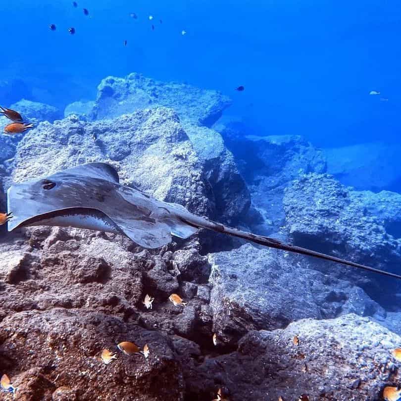 Private tour | Ponta de São Lourenço Dive Trip (2 Dives)