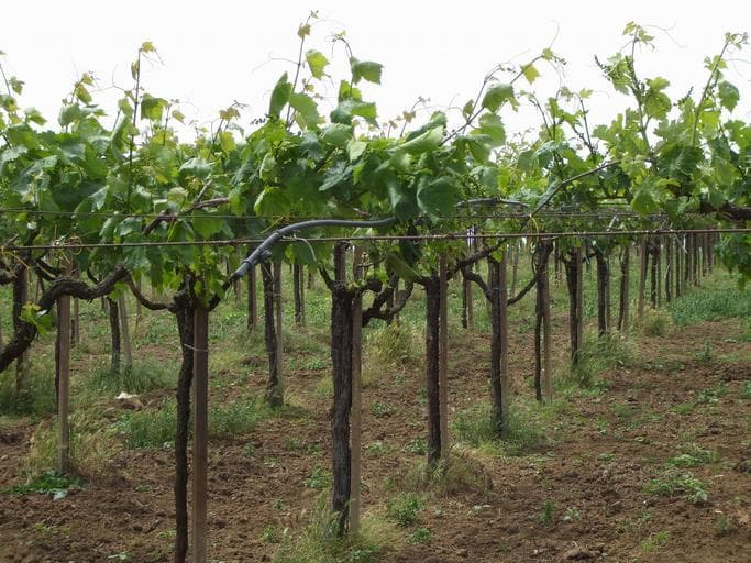 Wine tasting tour on the slopes of Vesuvius