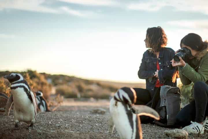 Estancia San Lorenzo: Home to the Largest Penguin Colony