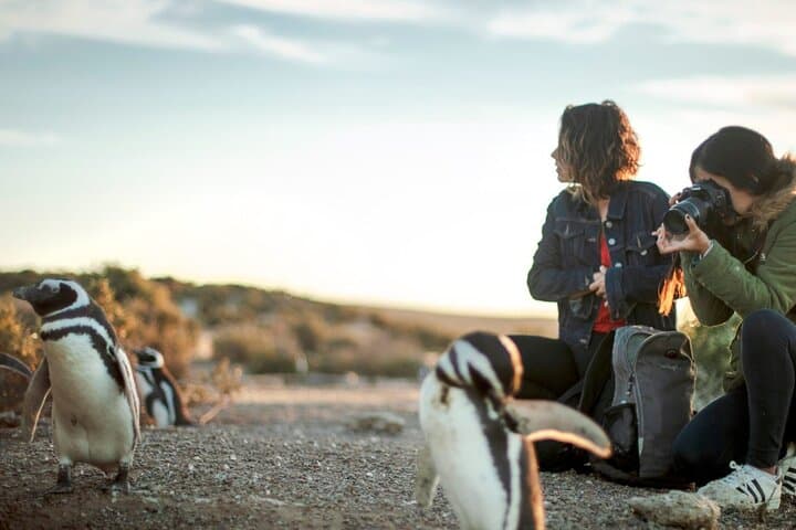 Estancia San Lorenzo: Home to the Largest Penguin Colony