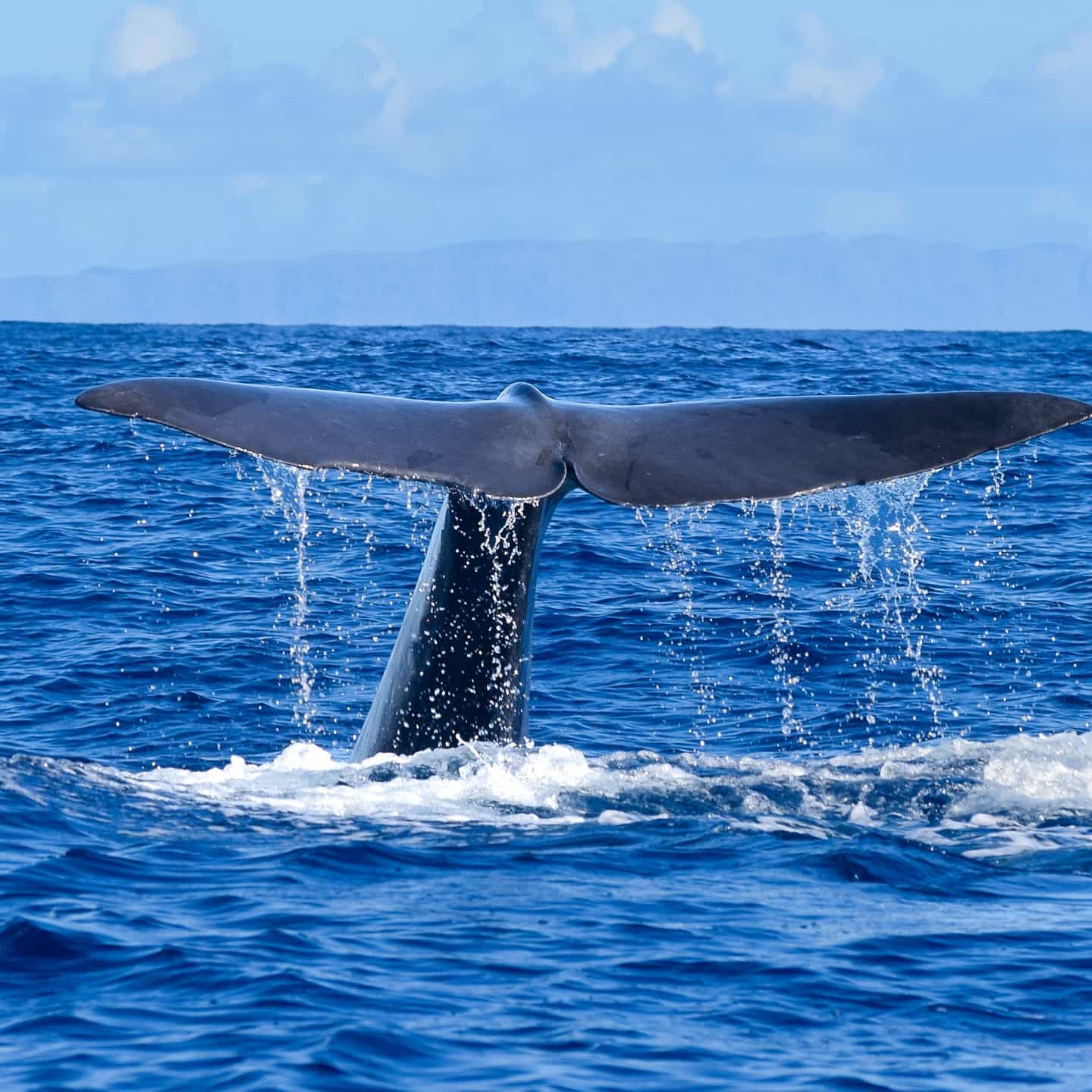 Responsible Whale and Dolphin Watching Tour - Funchal