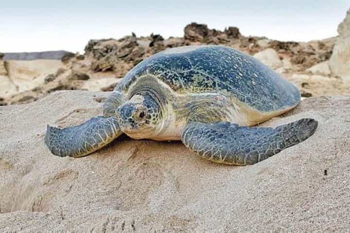 Tour Fatimah 2 Days-1 Night In Ras Al Hadd, Oman Tours Package