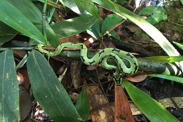 Sinharaja Rain Forest Day Tour From Colombo