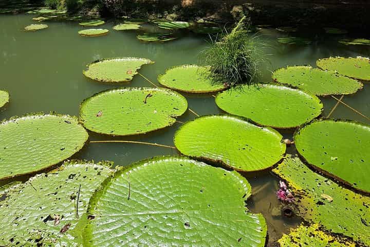 Amazon Natural Museums Combo (INPA and MUSA)