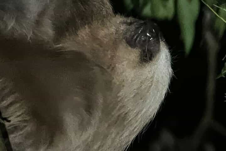 Night Walk Tour Monteverde