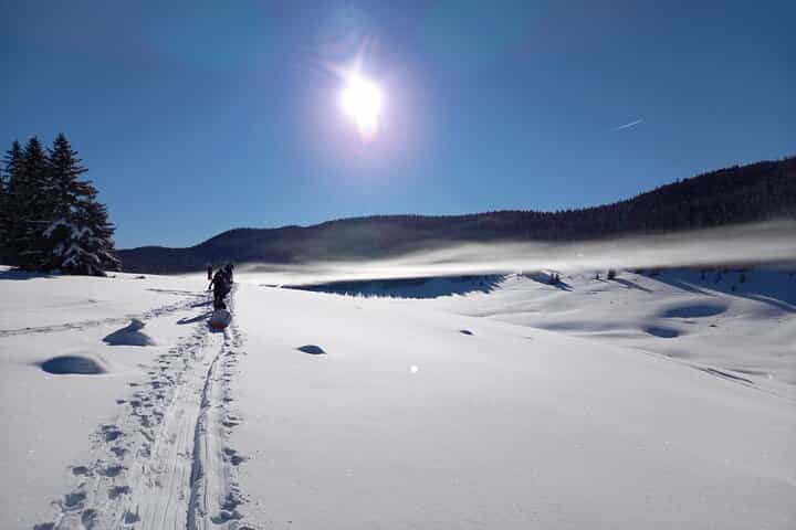 Into the wild