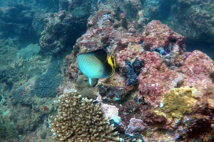 Night Diving in Negombo