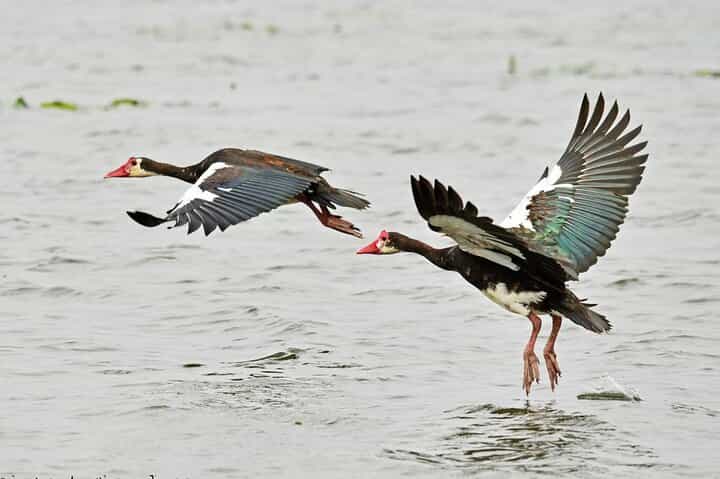 7-Day Birding, Murchison Fall Royal Mile and Big Five