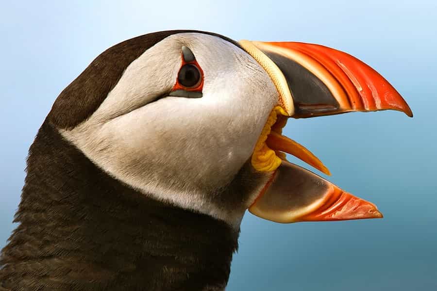 Puffins & Reykjavík Bay Sailing