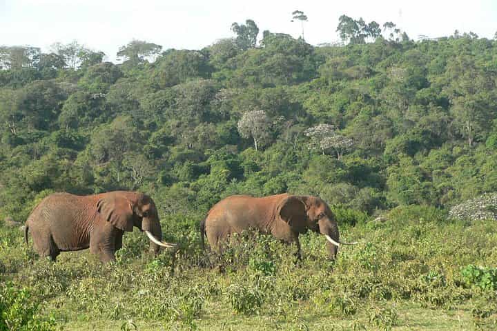 Overnight Safari To Aberdare National Park From Nairobi