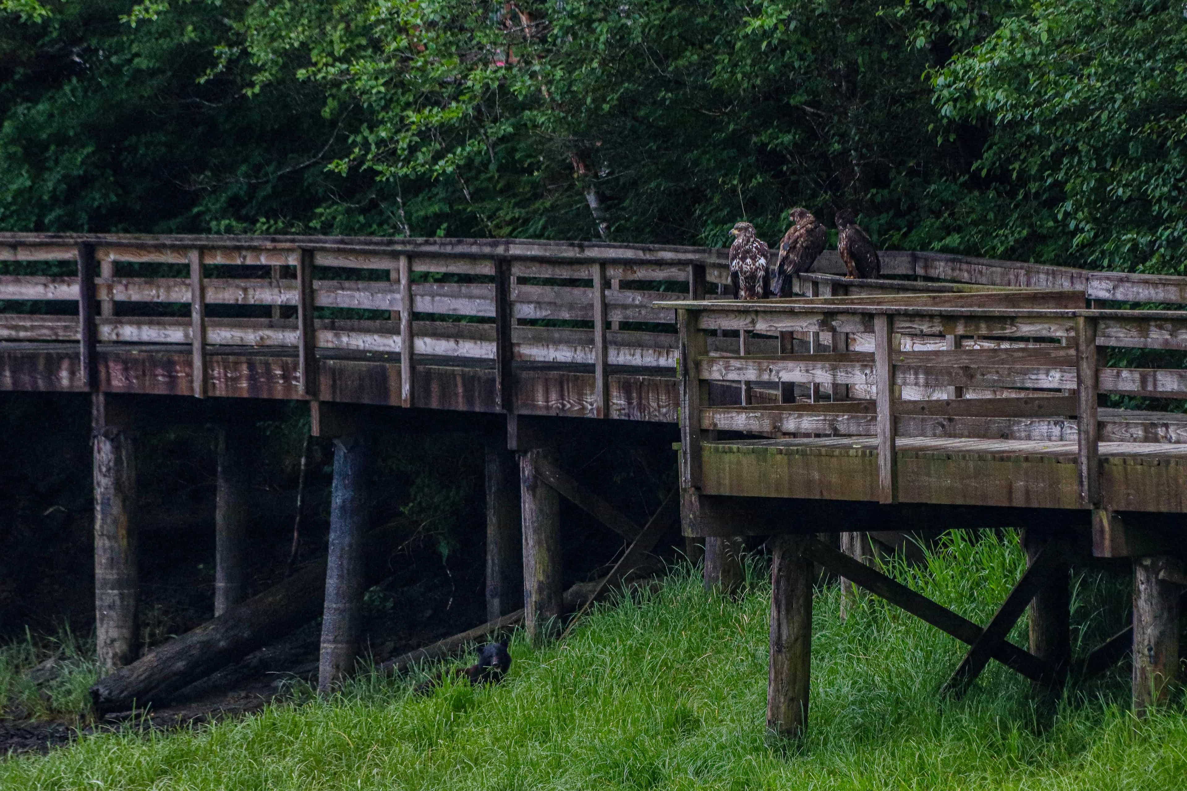 Ketchikan, Native Cultural & Wildlife Tour - Bear & Totem Adventure