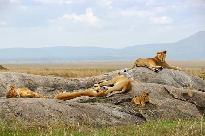 5 Days 4 Nights Flying Safari to Maasai Mara and Amboseli Park