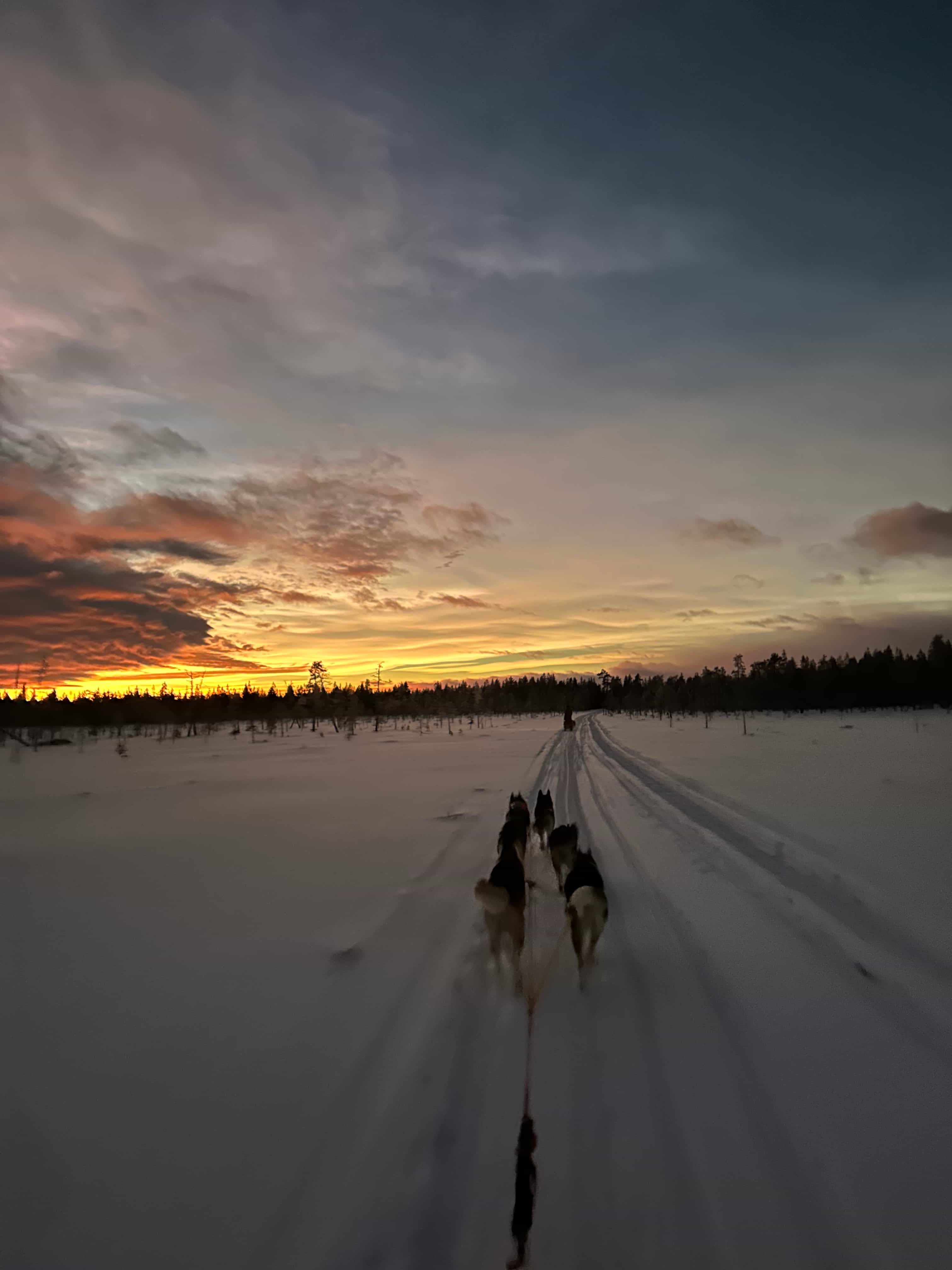 THE FAMILY & HUSKY FUN with Real Huskies (2km husky ride)