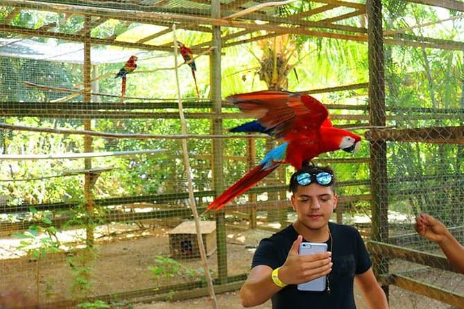 Roatan Macaws, Monkeys & Sloths Wild Life Encounters, Transfer & City Tour