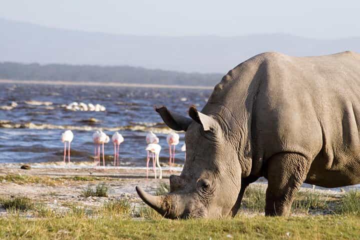 4 DAYS GROUP JOINING BUDGET SAFARI TO MAASAI MARA AND LAKE NAKURU NATIONAL PARKS