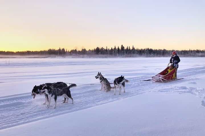 THE FAMILY & HUSKY FUN with Real Huskies in small family owned kennel (2km husky ride)