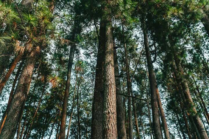7 Hour Private Bandung City Tour
