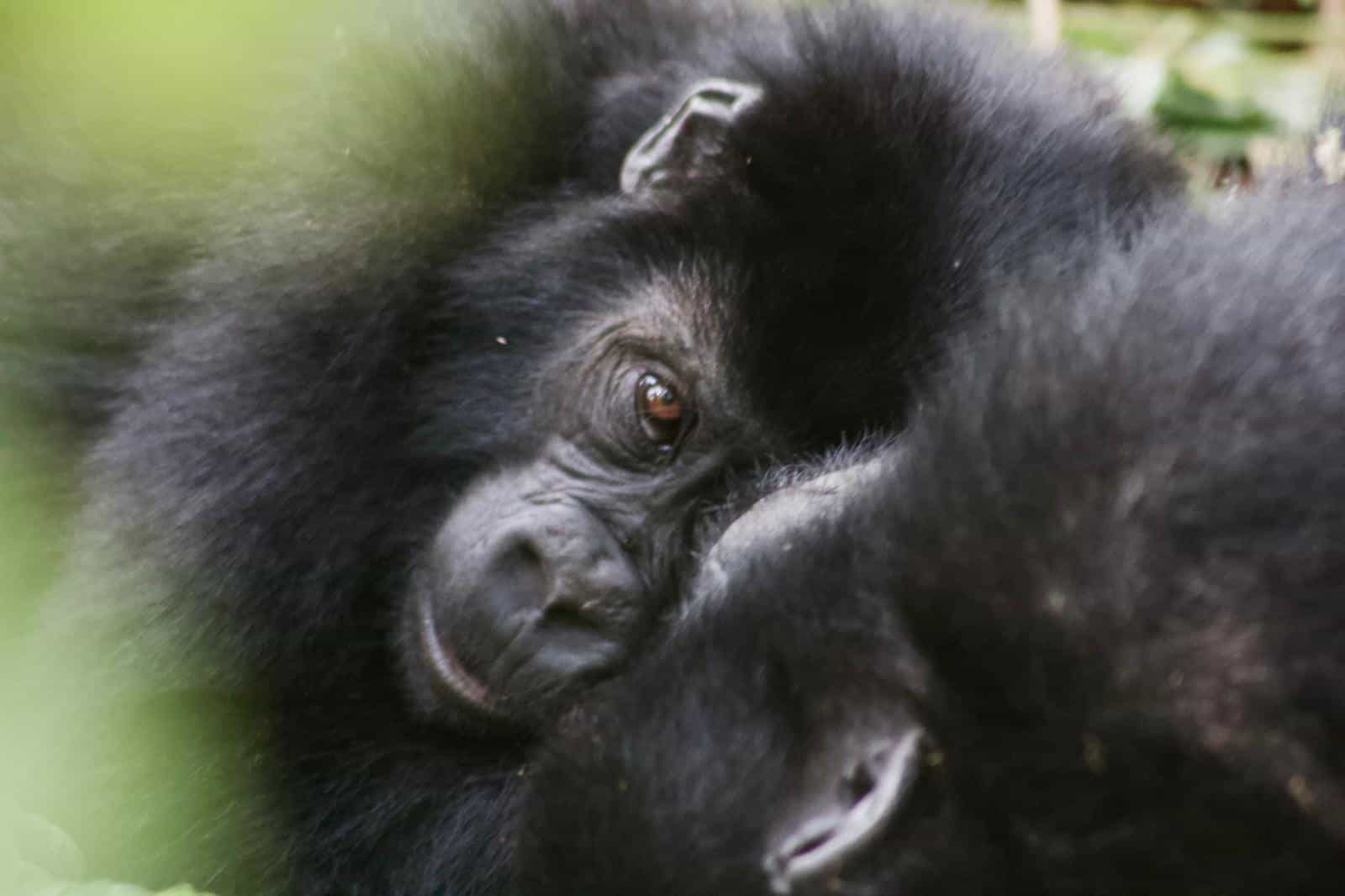 One Bwindi Gorilla Trek Experience