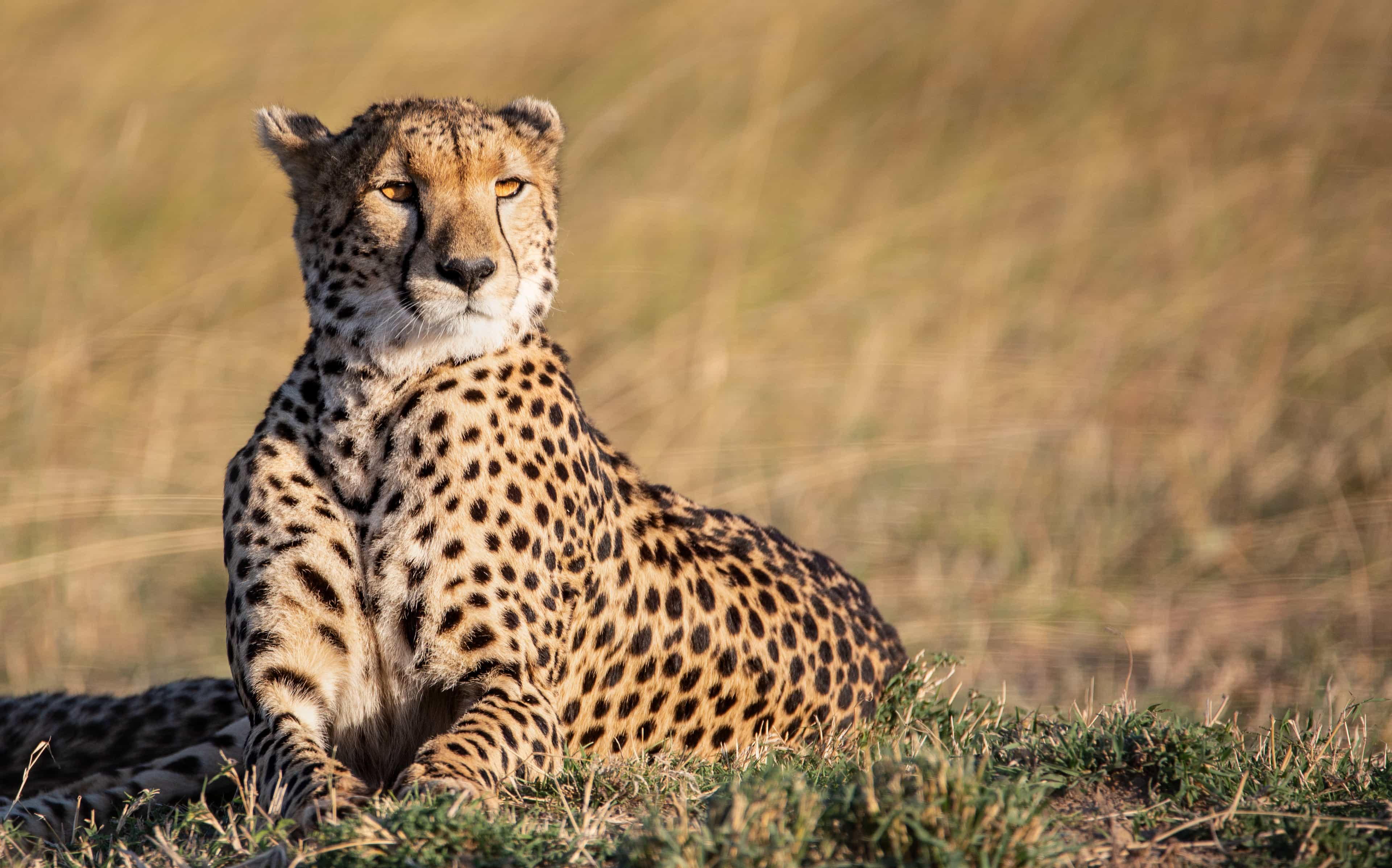 7-Day Amboseli-Masai Mara and Gorilla Trek Tour