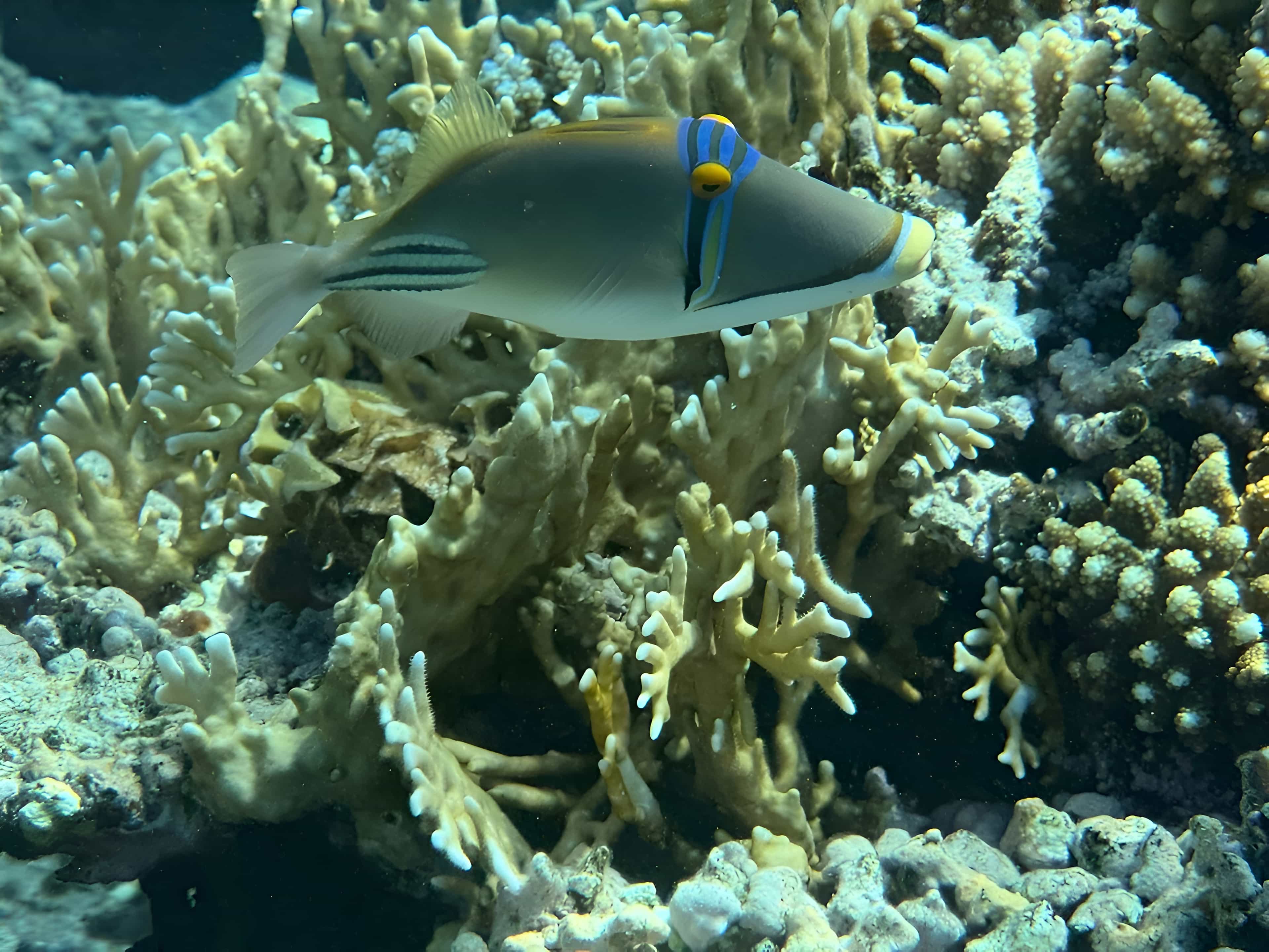 Tiran Island Snorkeling & Diving Boat Cruise from Sharm El Sheikh