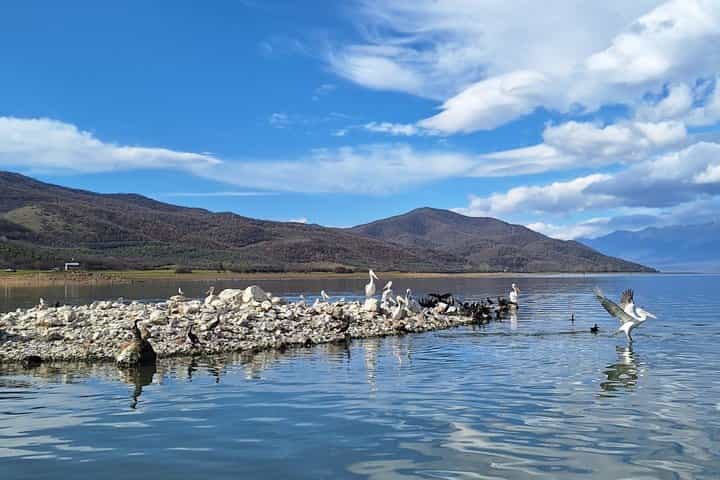 Lake Kerkini Bird Watching Experience from Thessaloniki