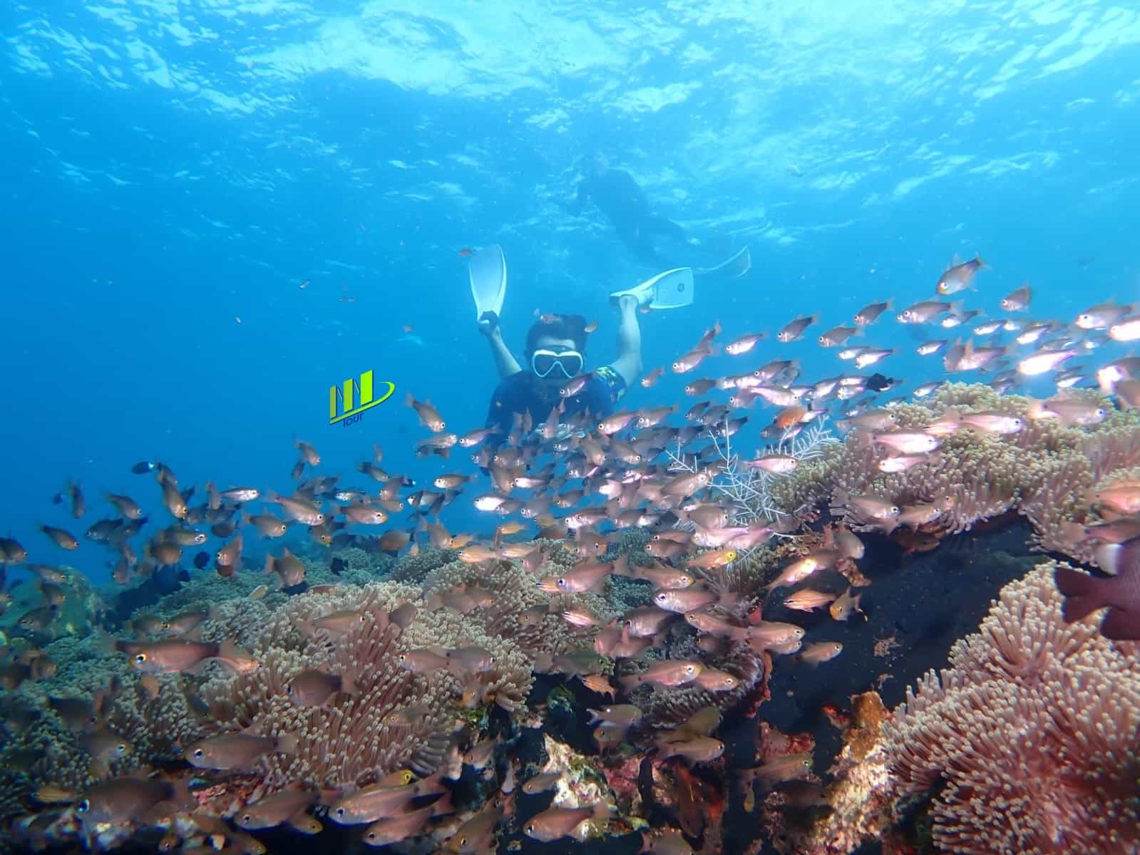 Tulamben Safari Snorkeling Adventure at Coral Garden Private Experience