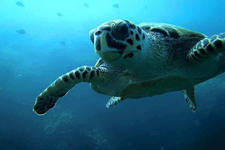 Discover Scuba Diving from a Fishing Village