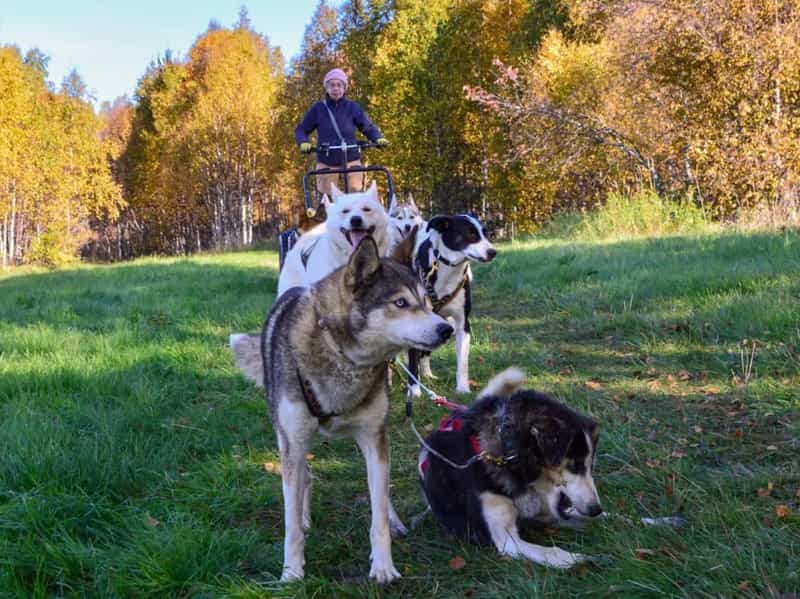 Husky ride by troll cart 2,5 km and kennel visit, Levi
