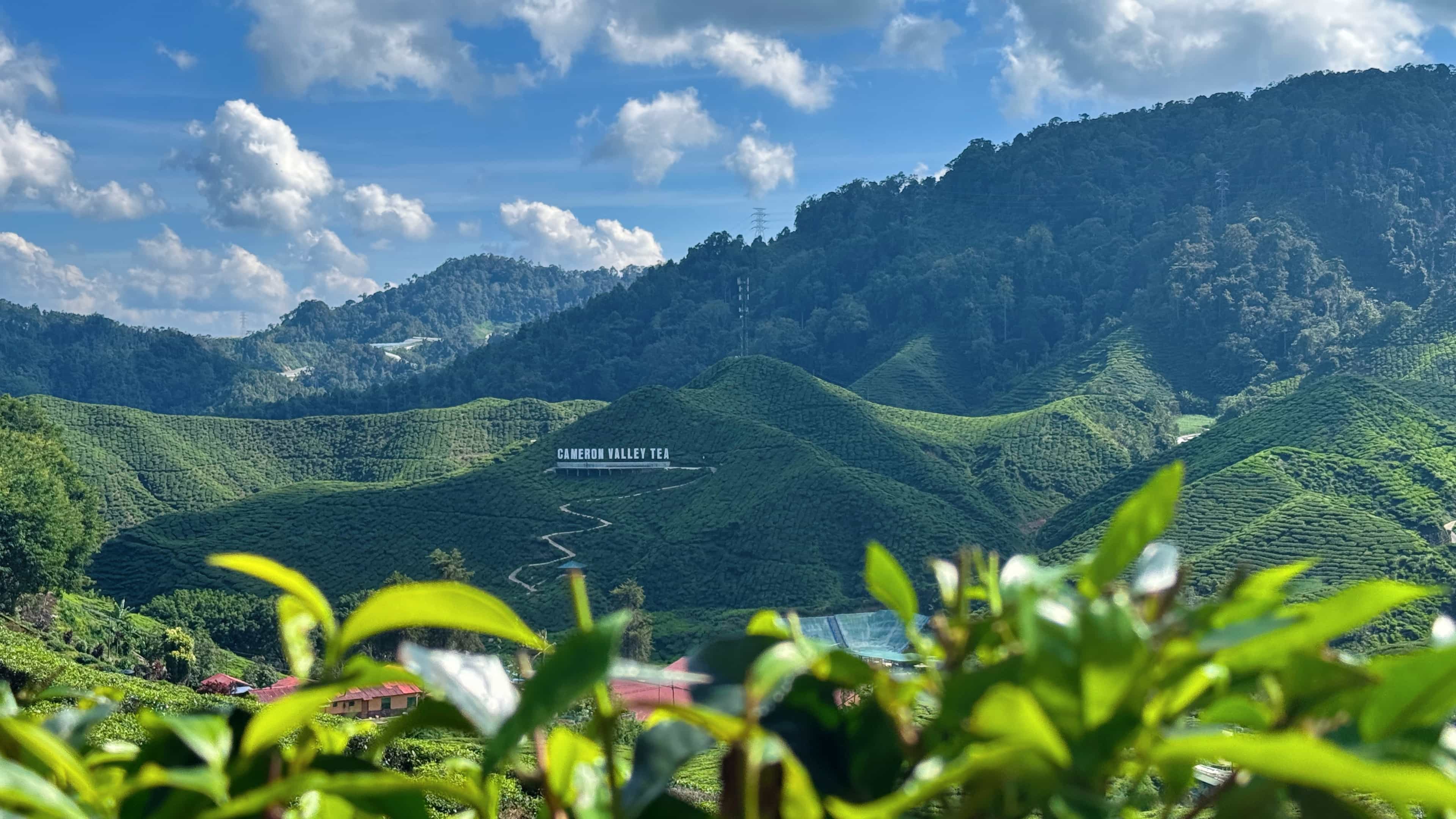 Cameron Highlands with Lunch Guided Day Tour (SIC/Shared Tour)